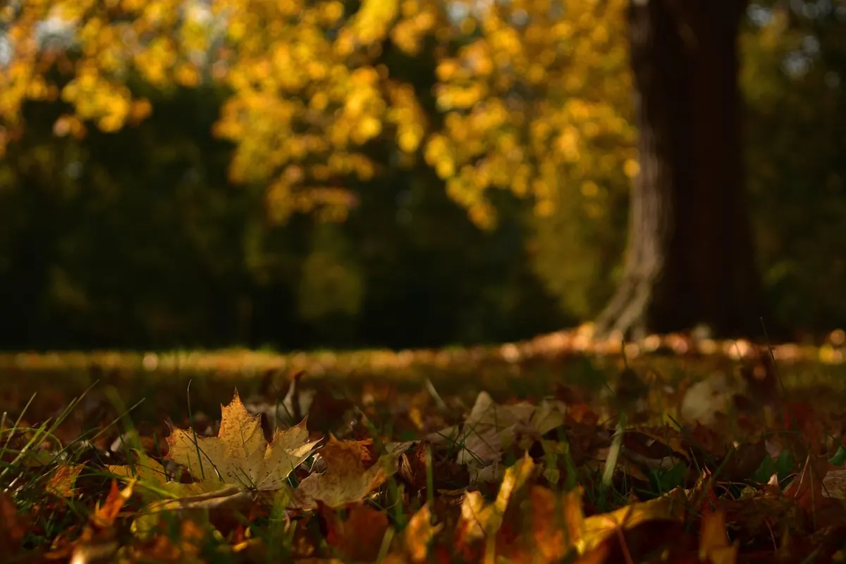 An Autumn Leaf Identification Walk: 12 Common Trees to Know